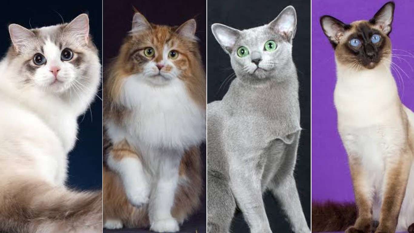 Siberian Cats vs Other Low-Allergen Breeds